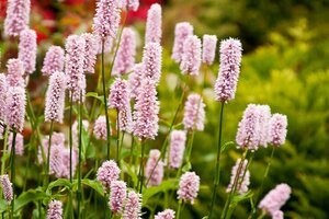 Persicaria affinis 'Superba' P9 - afbeelding 2