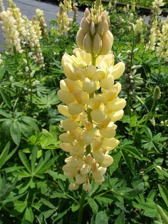 Lupinus 'Chandelier' P9 - afbeelding 3