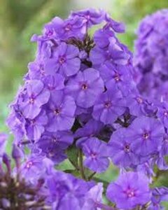 Phlox paniculata 'Amethyst' P9 - afbeelding 2