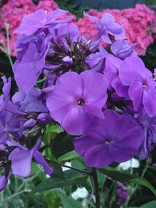 Phlox paniculata 'Amethyst' P9