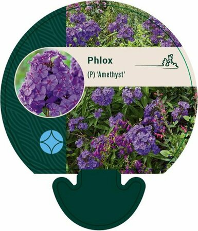 Phlox paniculata 'Amethyst' P9 - afbeelding 5