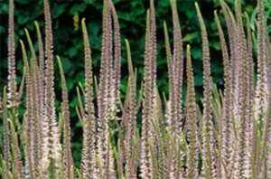 Veronicastrum virginicum 'Roseum' P9