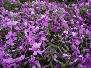 Phlox subulata 'Purple Beauty' P9
