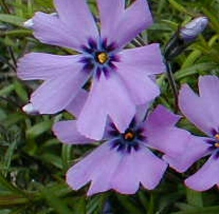 Phlox subulata 'Purple Beauty' P9 - afbeelding 2