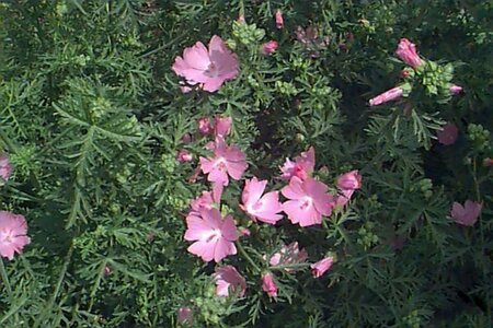 Malva moschata 'Rosea' P9 - afbeelding 1