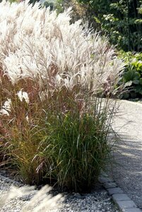 Miscanthus sinensis 'Ferner Osten' C5 - afbeelding 3
