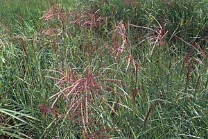 Miscanthus sinensis 'Ferner Osten' C5