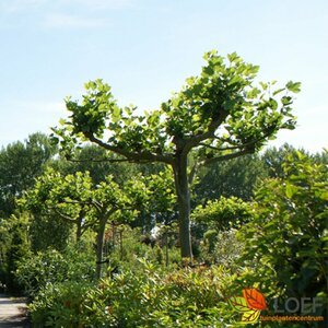 Platanus hispanica ST. 225 12-14 C. Dakster - afbeelding 2