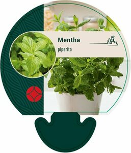 Mentha piperita P9