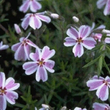 Phlox subulata 'Candy Stripes' P9 - afbeelding 1