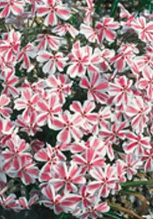 Phlox subulata 'Candy Stripes' P9 - afbeelding 3