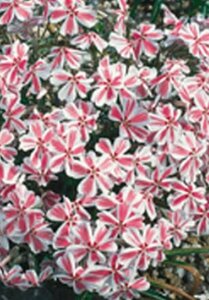 Phlox subulata 'Candy Stripes' P9 - afbeelding 3