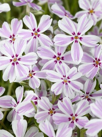 Phlox subulata 'Candy Stripes' P9 - afbeelding 4
