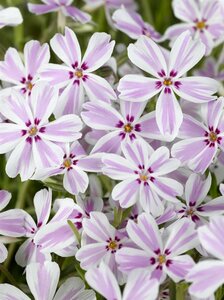 Phlox subulata 'Candy Stripes' P9 - afbeelding 4