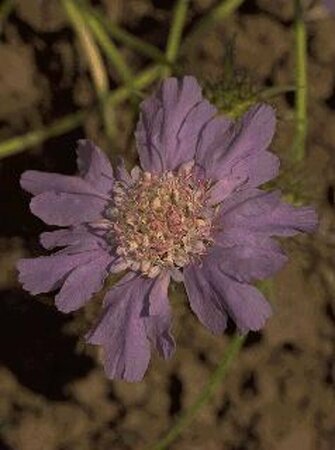 Scabiosa caucasica P9 - afbeelding 1