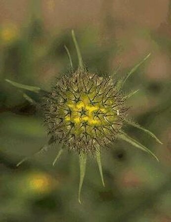 Scabiosa caucasica P9 - afbeelding 2