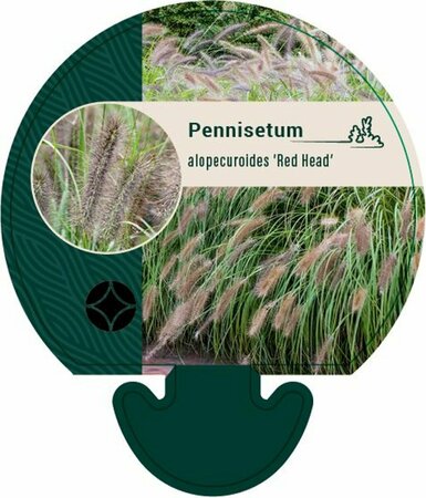 Pennisetum alopecuroides 'Redhead' P9
