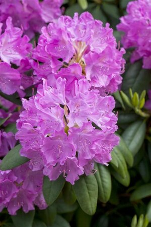 Rhododendron 'Catawbiense Boursault' 60/80 KL.