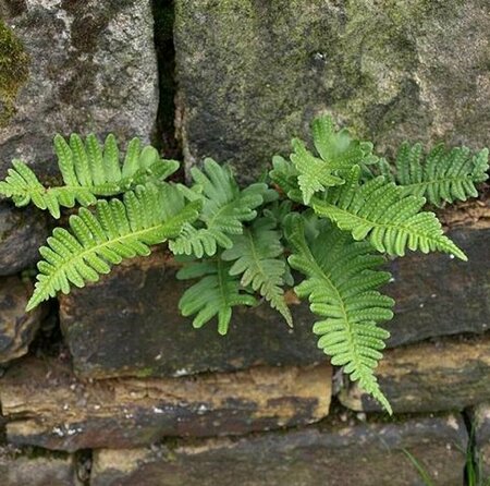 Polypodium vulgare P9 - afbeelding 6