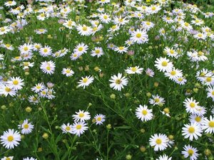 Kalimeris incisa 'Alba' P9 - afbeelding 3