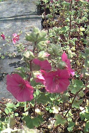Lavatera 'Bredon Springs' C2