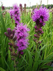 Liatris spicata 'Kobold' P9 - afbeelding 3