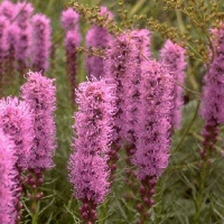 Liatris spicata 'Kobold' P9 - afbeelding 4