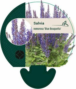 Salvia nemorosa 'Blue Bouquetta' P9