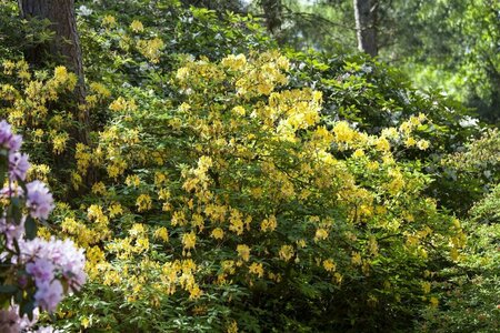 Rhododendron luteum 30/40 C. - afbeelding 2
