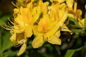 Rhododendron luteum 30/40 C. - afbeelding 3