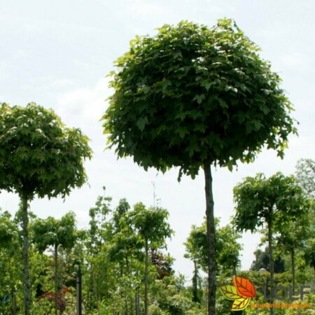 Liquidambar styraciflua 'Gum Ball' ST. 180 8-10 C. 