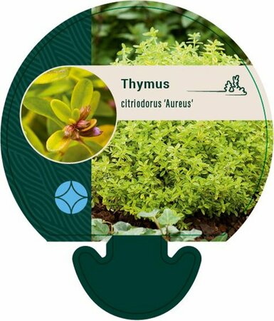 Thymus citriodorus 'Aureus' C1.5 - afbeelding 2