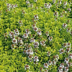 Thymus citriodorus 'Aureus' C1.5 - afbeelding 4