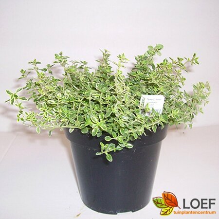 Thymus citriodorus 'Aureus' C1.5 - afbeelding 5