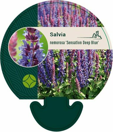 Salvia nemerosa 'Sensation Deep Blue' P9 - afbeelding 2