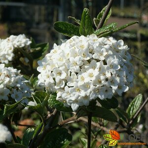 Viburnum burkwoodii 80/100 C. - afbeelding 2