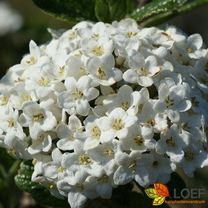 Viburnum burkwoodii 80/100 C. - afbeelding 4