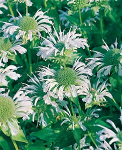 Monarda 'Schneewittchen' P9 - afbeelding 2