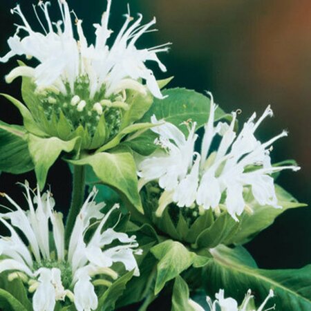 Monarda 'Schneewittchen' P9 - afbeelding 3