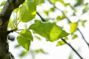 Malus domestica 'Jonagold' 8-10 C.  - afbeelding 4