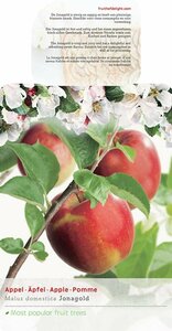 Malus domestica 'Jonagold' 8-10 C. 