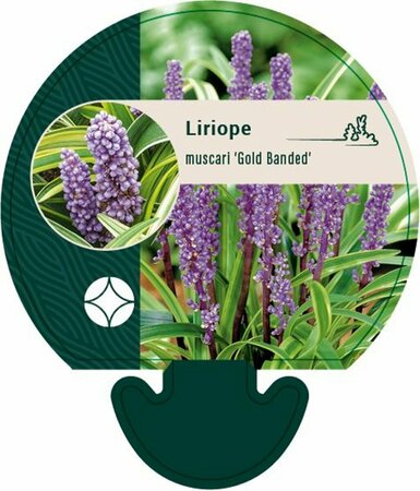 Liriope muscari 'Gold Banded' P9 - afbeelding 3