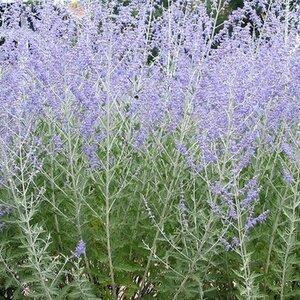 Perovskia atriplicifolia 'Little Spire' C2 - afbeelding 2