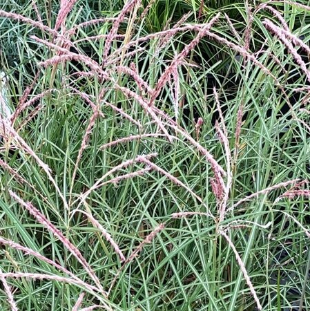 Miscanthus sinensis 'Herman Mussel' P11 - afbeelding 2