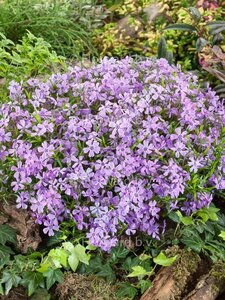 Phlox subulata 'Benita' P9