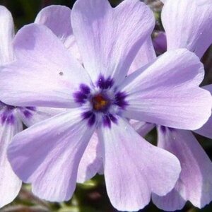 Phlox subulata 'Benita' P9 - afbeelding 3