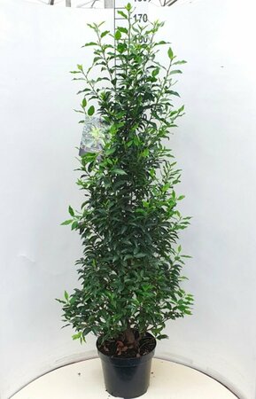 Prunus lusitanica 'Angustifolia' ST. 200 10-12 C. Lei - afbeelding 4