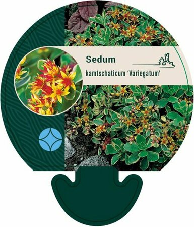 Sedum kamtschaticum 'Variegatum' P9 - afbeelding 1