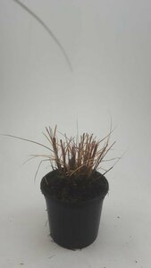 Miscanthus sinensis 'Kleine Silbersp.' 50/60 C.  - afbeelding 4