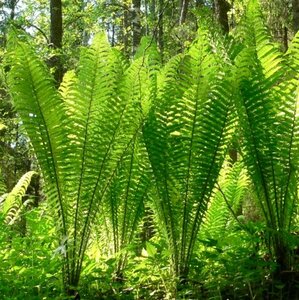 Matteuccia struthiopteris C2 - afbeelding 6